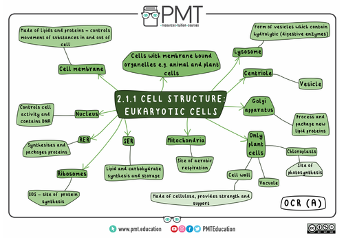 OCR (A) A-level Biology Mindmaps