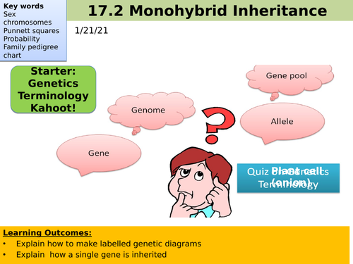Monohybrid Inheritance AQA A level