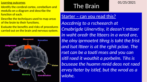 AQA The brain GCSE