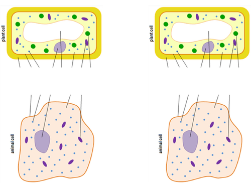 AQA GCSE Biology (9-1) B1.2 Animal and plant cells + Required Practical FULL LESSONS