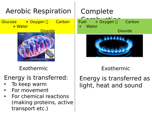 Anaerobic versus Aerobic Respiration