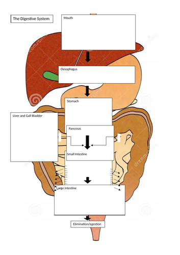 Digestion