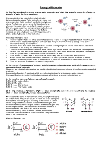 AS Biology Biological Molecules Notes