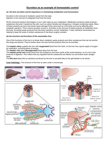 Excretion, Liver & Kidney A Level Notes