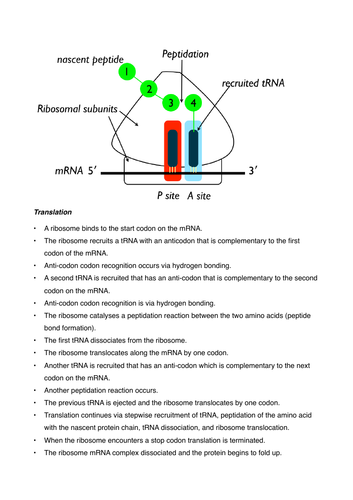 Translation protein synthesis rearrange exercise