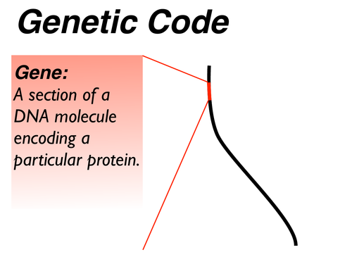 Genetic_Code_Transcription