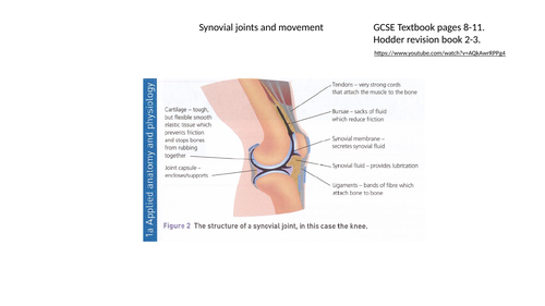 AQA GCSE PE revision. Synovial joints and movement.