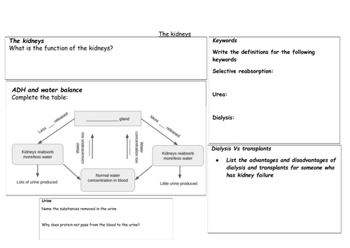 The kidney - summary worksheet (HT)