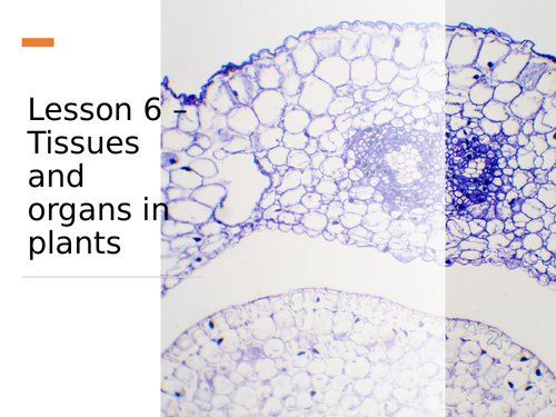 AQA GCSE Biology (9-1) B4.6 Tissues and organs in plants - FULL LESSON