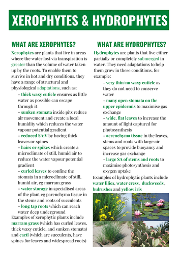 OCR ALEVEL BIOLOGY XEROPHYTES & HYDROPHYTES