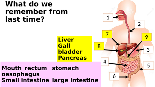 Year 8 Food and digestion lessons (8A Exploring Science)