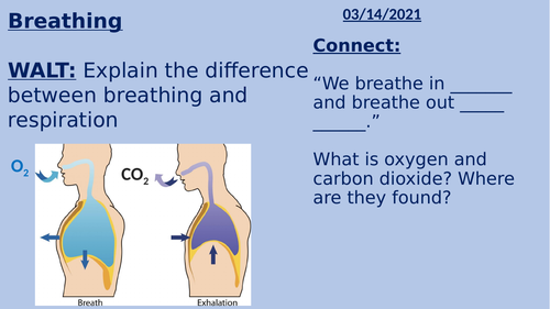 KS3 - Breathing, Respiration and Asthma