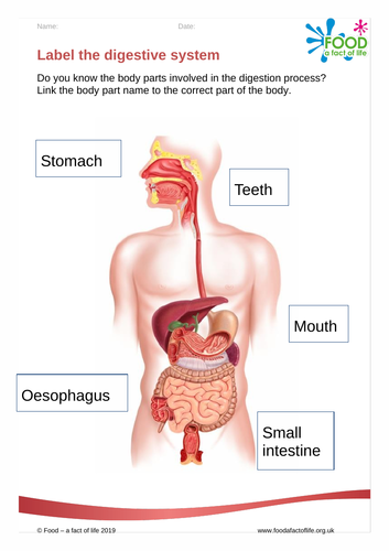 Label the digestive system