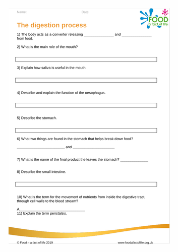 The Digestion Process - Foundation PowerPoint
