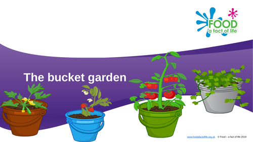 The bucket garden