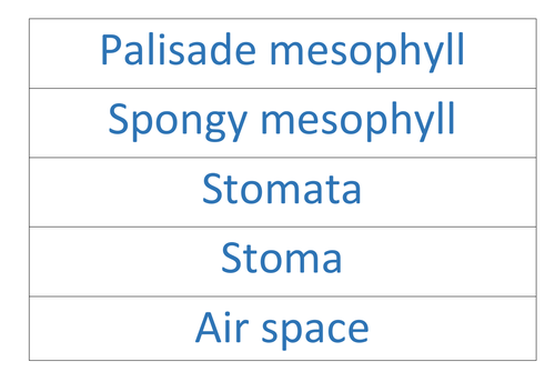 AQA Plant Transport - key words for display
