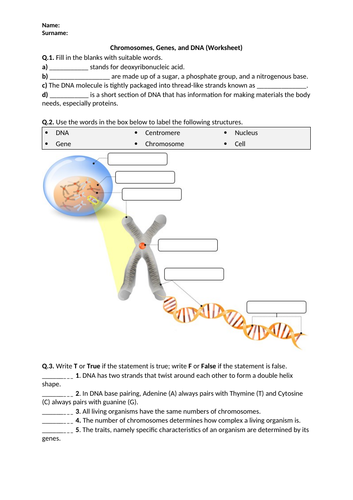 Chromosomes, Genes, and DNA - Worksheet | Distance Learning