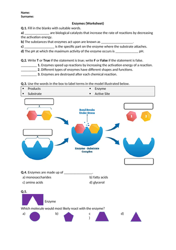 Enzymes - Worksheet | Distance Learning
