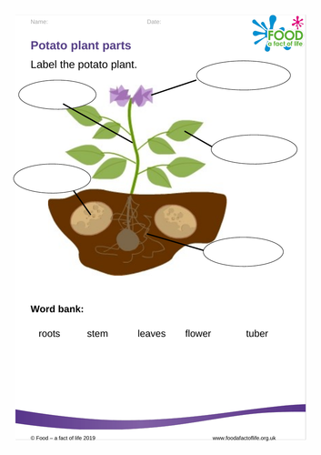 The bucket garden- potato plant parts