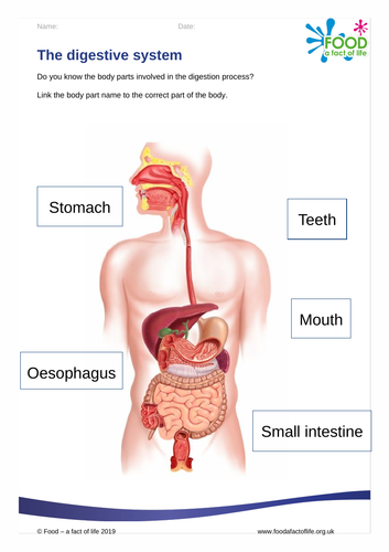 The Digestion Process - Worksheet