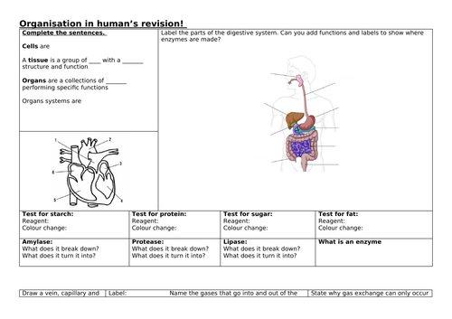 Organisation in humans revision sheet