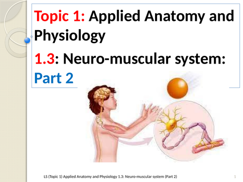 A-level PE EDEXCEL (Spec 2016): 1.3: Neuro-muscular system (part 2)