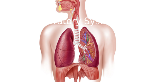 Respiratory System