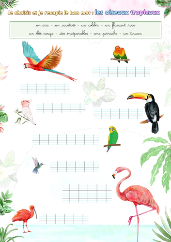 Handwriting (French): Tropical birds (les oiseaux tropicaux)