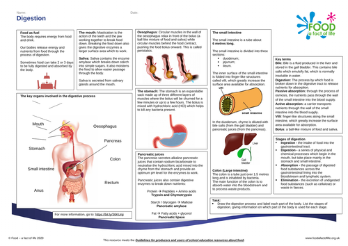 Digestion Knowledge Organiser 14-16 years