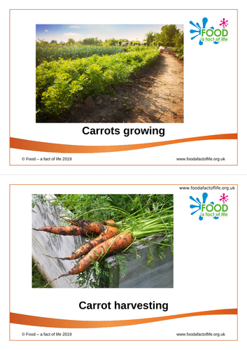 Carrots - the journey