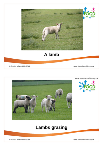 Lamb - the journey
