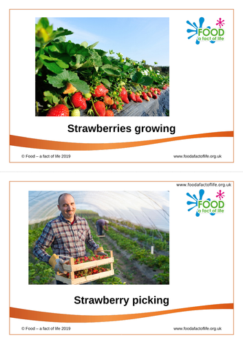 Strawberries - the journey