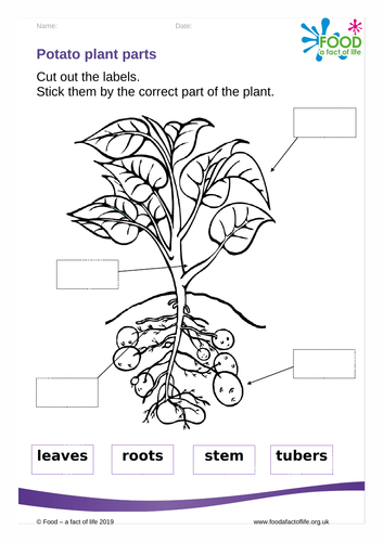 Potato plant parts