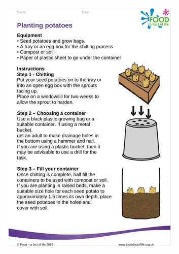 Planting my potatoes