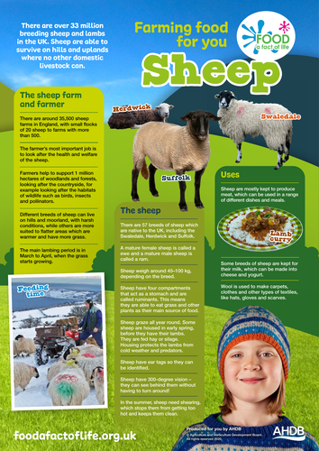 Farming food for you - sheep