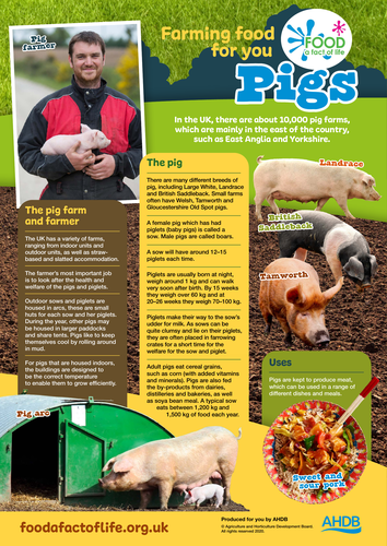 Farming food for you - pigs