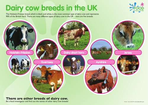Dairy cow breeds poster