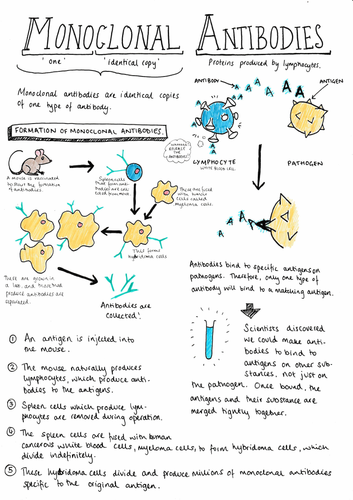 Monoclonal Antibodies - GCSE Biology AQA