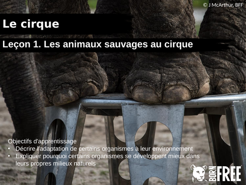 Les animaux sauvages devraient-ils jouer dans les spectacles de cirque?