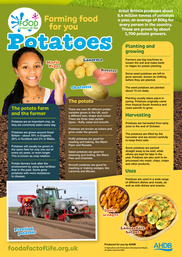 Farming food for you - potatoes