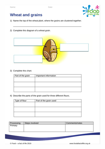 Wheat and grains worksheet