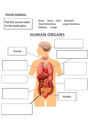 KS3 Plant and Human Anatomy with lesson plan | Teaching Resources
