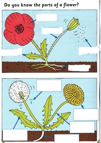 Label the parts of a flower worksheet | Teaching Resources