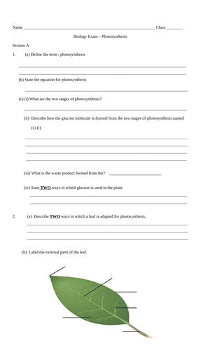 GCSE Biology Photosynthesis