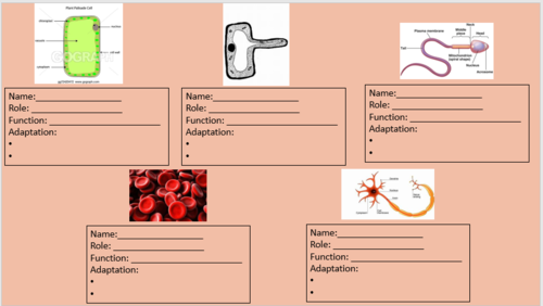 Specialised cell/ cell differentiation KS3, KS4, GCSE | Teaching Resources