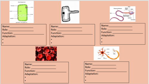 Specialised cell/ cell differentiation KS3, KS4, GCSE