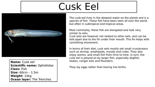 Ocean animals factfiles