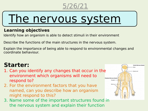 The nervous system AQA science trilogy Biology GCSE