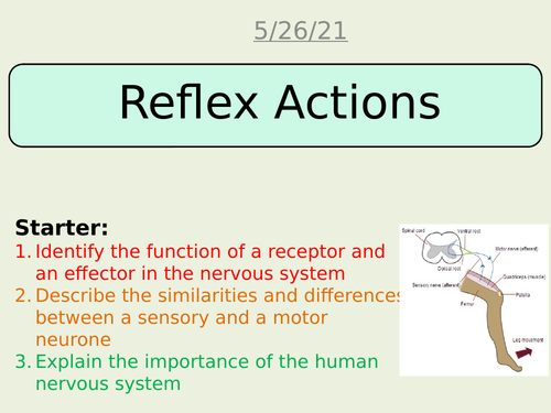 Reflex actions AQA science trilogy Biology GCSE