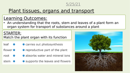 Tissues and organs in plants AQA combined science trilogy GCSE Biology